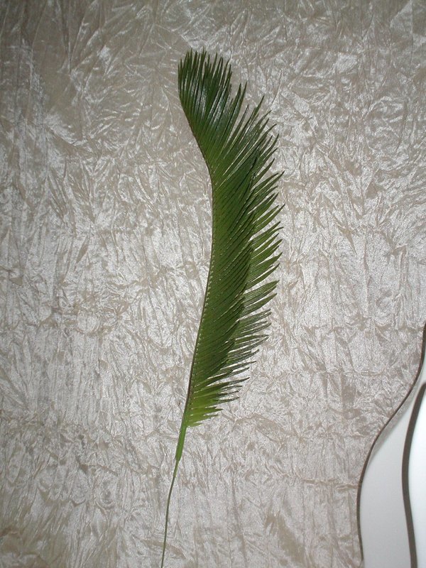 Foglia di Cycas in gomma - Sconti per Fioristi e Aziende . - Animato