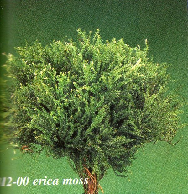 Licopodium Preservato da gr. 100 - Sconti per Fioristi e Aziende - Erika Moss Verde