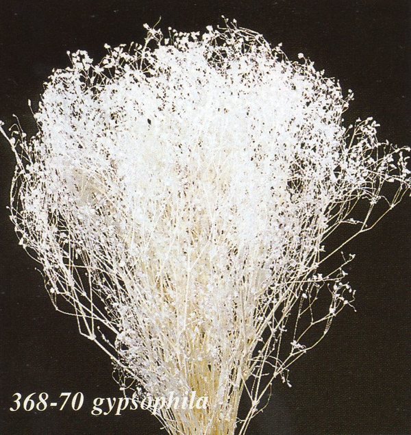 Gypsofilla Naturale Stabilizzata Busta gr. 100 - Sconti per Fioristi e Aziende