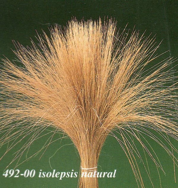 Barba de bode gr. 200 naturale - Sconti per Fioristi e Aziende . -  (Isolepsis)