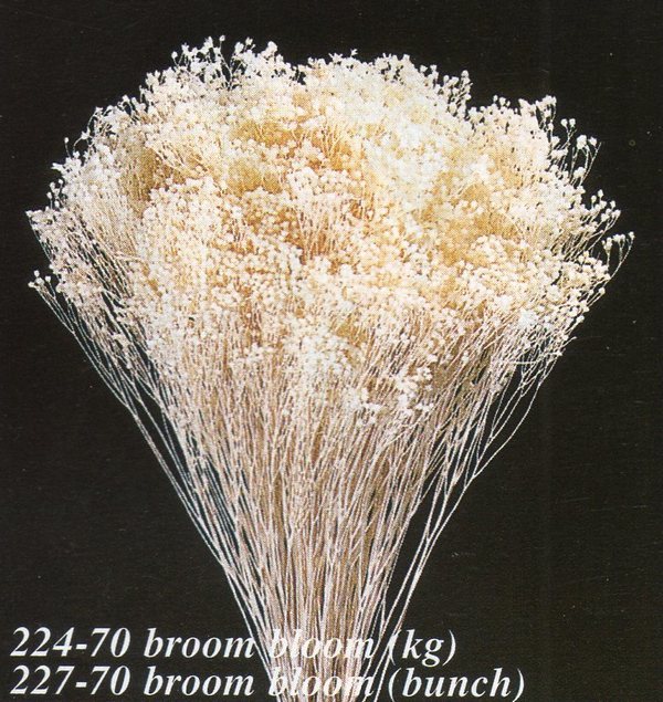 Broom Bloom Naturale colorato Gr. 100 - Sconti per Fioristi e Aziende