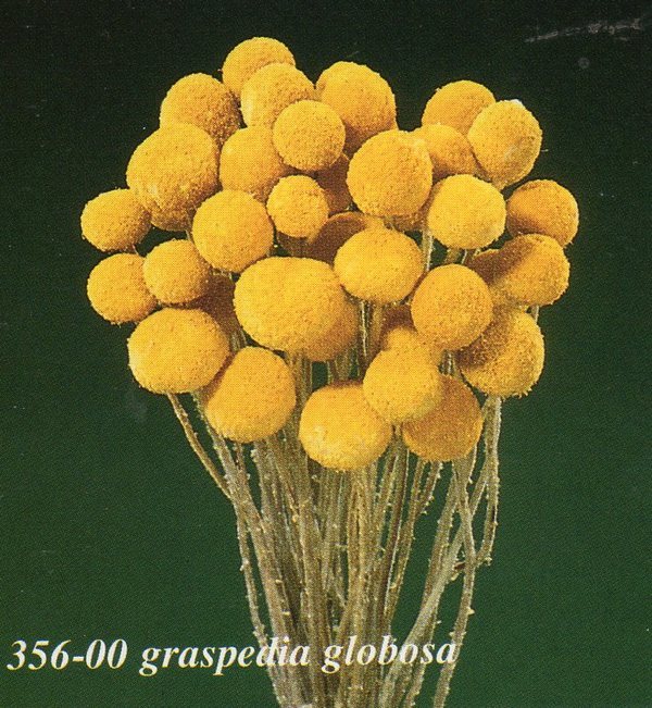 Craspedia Globosa Colorata- Bill Botton Stabilizzato - Sconti per Fioristi e Aziende