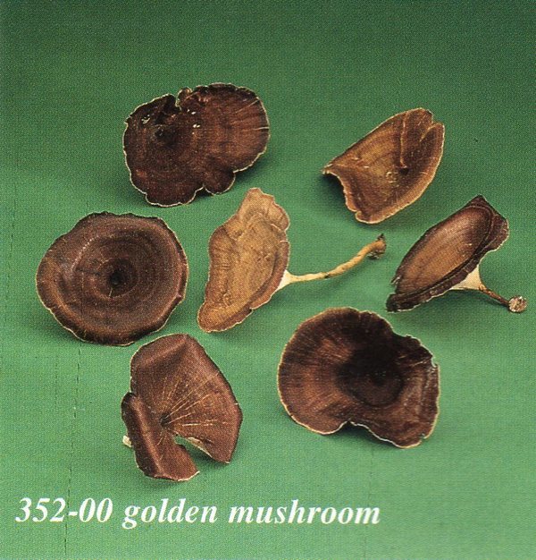 Golden Mushroom Naturale Sponge small Conf. 100 pz. - Sconti per Fioristi e Aziende
