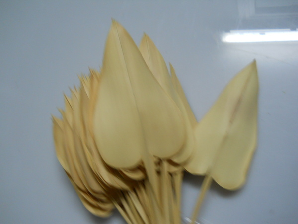 Foglie Naturali x 50 Arrows  - Sconti per Fioristi e Aziende - Tagliate a cuore