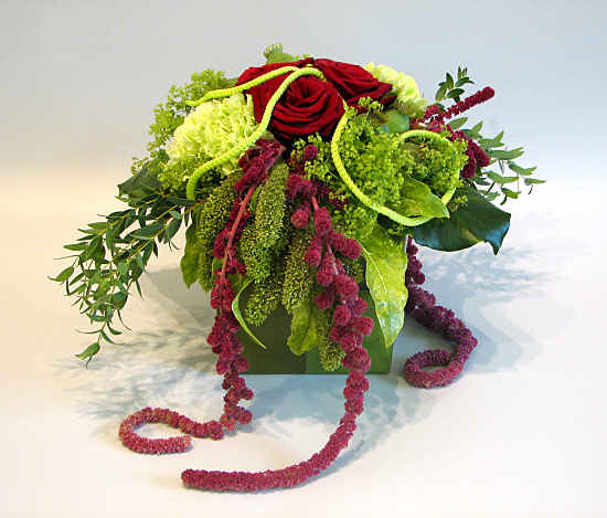 Amaranthus caudatum stabilizzato - Sconti per Fioristi e Aziende . - H 90/110