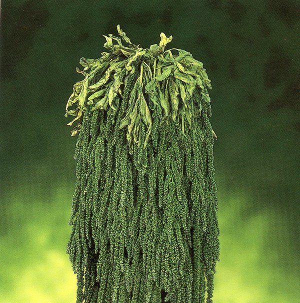 Amaranthus caudatum stabilizzato - Sconti per Fioristi e Aziende Prodotto italiano - H 90/110