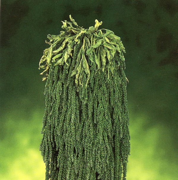 Amaranthus caudatum stabilizzato H 90/110 - Sconti per Fioristi e Aziende