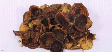 Golden Mushroom Naturale Sponge small Conf. 100 pz. - Sconti per Fioristi e Aziende