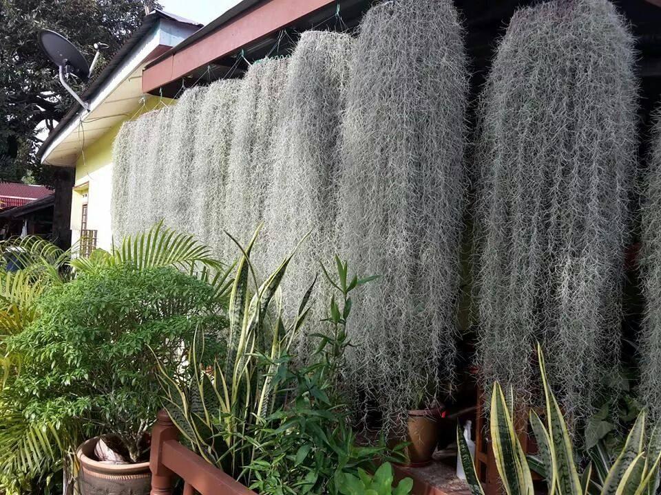 Tillanzia Stabilizzata gr. 300 (Forest Moss) - Sconti per Fioristi e Aziende