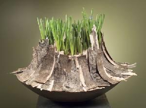 Corteccia di Betulla cm. 12 x 8  - Sconti per Fioristi e Aziende . - Conf. 12 Pannelli Calibrati