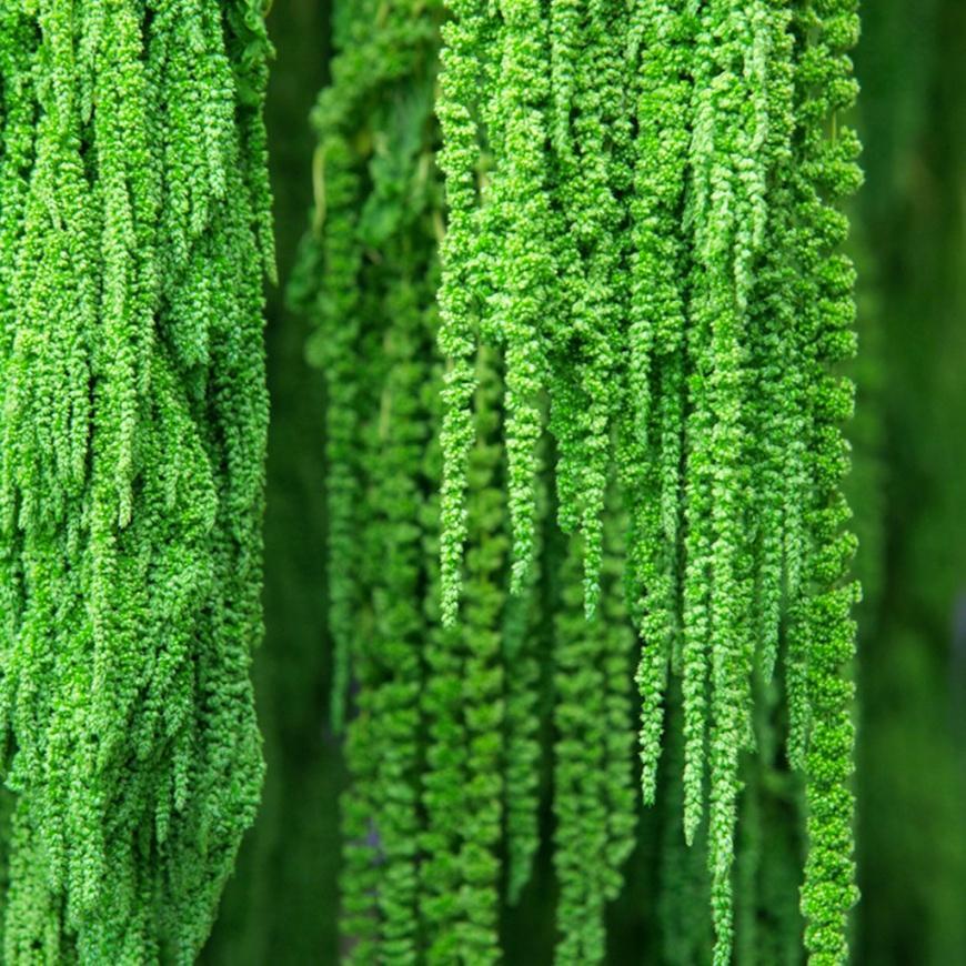 Amaranthus caudatum stabilizzato - Sconti per Fioristi e Aziende . - H 90/110