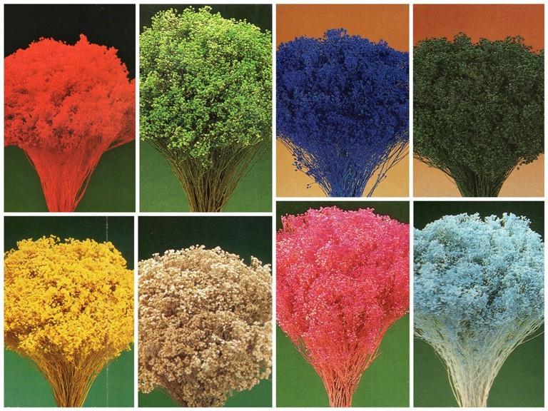 Broom Bloom Naturale colorato Gr. 100 - Sconti per Fioristi e Aziende