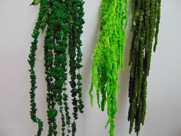 Amaranthus caudatum stabilizzato - Sconti per Fioristi e Aziende . - H 90/110