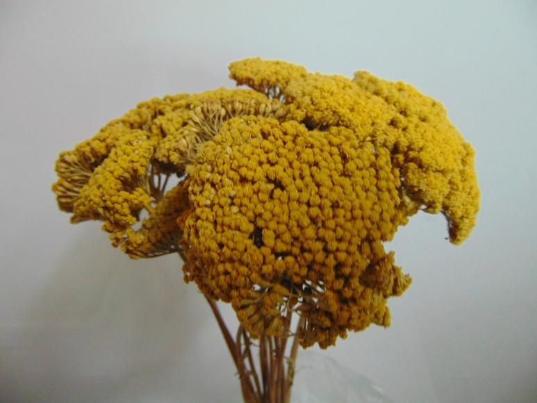 Akillea filipendulina x 10 naturale - Sconti per Fioristi e Aziende . -  colorata