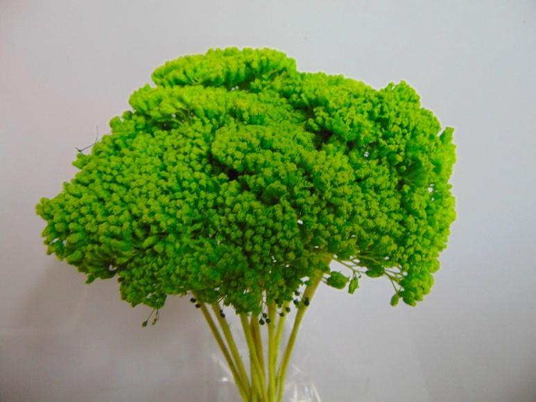 Akillea filipendulina x 10 naturale - Sconti per Fioristi e Aziende . -  colorata