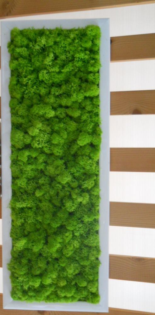 Quadro Moss cm. 20 x 60 - Sconti per Fioristi e Aziende . - Head e Flat work
