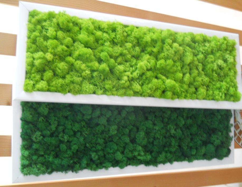 Quadro Moss cm. 20 x 60 - Sconti per Fioristi e Aziende . - Head e Flat work