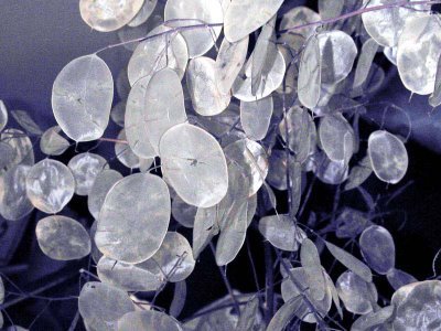 Lunaria Preservata gr. 40   - Sconti per Fioristi e Aziende . - Monete del Papa