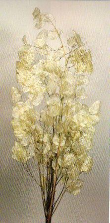Lunaria Preservata gr. 40   - Sconti per Fioristi e Aziende . - Monete del Papa