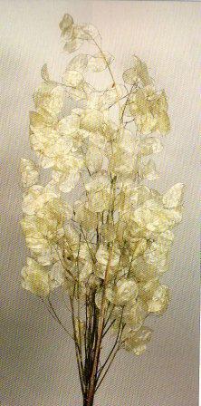 Lunaria Preservata gr. 40   - Sconti per Fioristi e Aziende - Monete del Papa