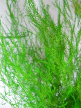 Asparagus Argenteuil gr.100 - Sconti per Fioristi e Aziende - Preservato Rami H 100