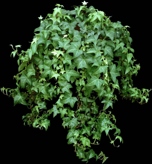 Edera Araba Naturale Preservata conf. gr. 150 - Sconti per Fioristi e Aziende