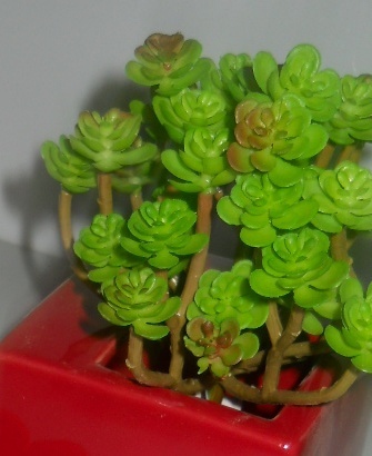 Pianta grassa Sedum Spectabile H 16 in gomma - Sconti per Fioristi e Aziende