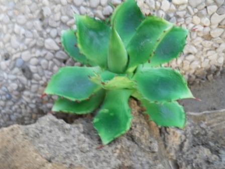 Pianta grassa Faucaria  cm. 13 - Sconti per Fioristi e Aziende