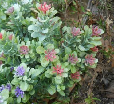 Polygala Myrtifolia x 7 alta cm.33 - Sconti per Fioristi e Aziende