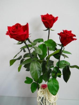 Rosa Preservata  H 60/70  - Sconti per Fioristi e Aziende