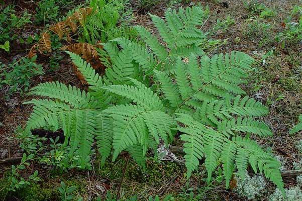 Felce di Bosco Preservata - Sconti per Fioristi e Aziende Mazzo da 10 foglie