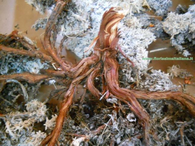 Muschio di Conifera gr. 500 ( Coniferen Moss ) Naturale preservato - Sconti per Fioristi e Aziende