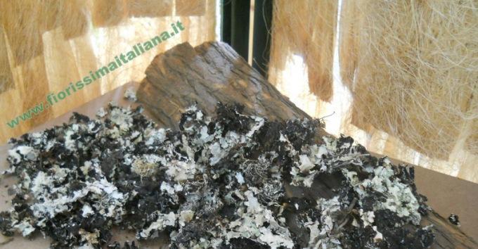 Muschio di Roccia gr. 250 ( Black Moss ) Naturale preservato - Sconti per Fioristi e Aziende