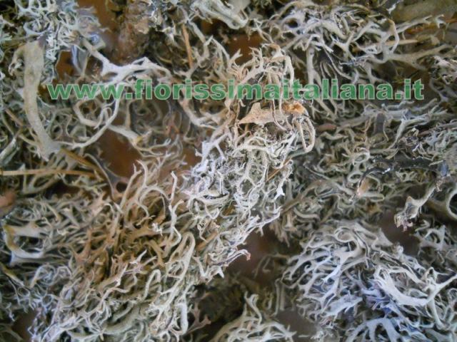 Muschio Cladonia gr. 500 ( Cladonia Moss )  Naturale preservato - Sconti per Fioristi e Aziende