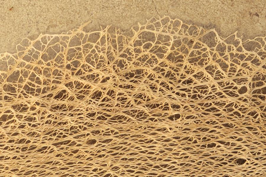 Fibra scheletrita di fico d'india naturale  250 gr. - Sconti per Fioristi e Aziende .
