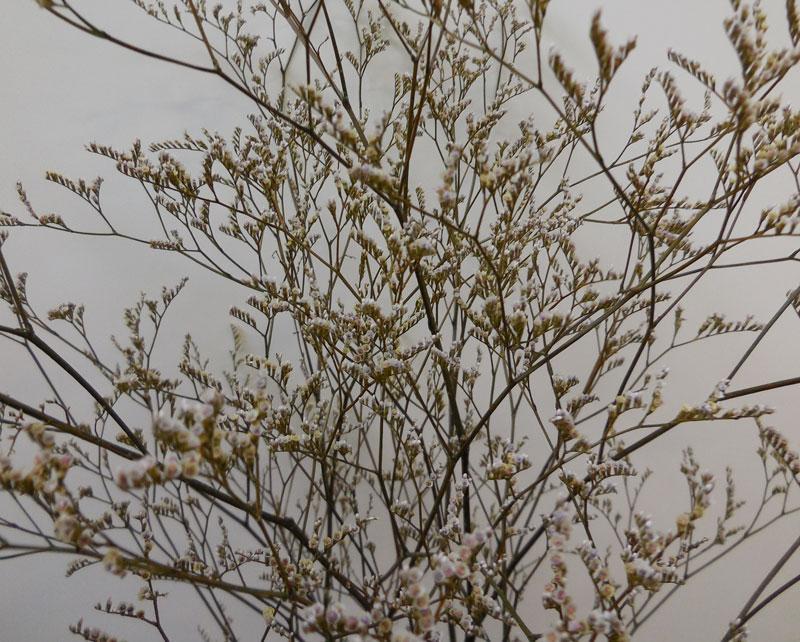 Limonium naturale preservato H 70 - Sconti per Fioristi e Aziende . - conf. gr. 100