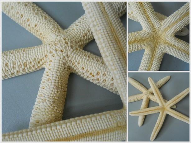 Stelle marine x 10 flat - Sconti per Fioristi e Aziende - naturale