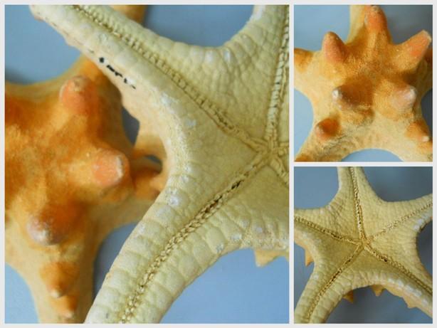 Stelle Marine Caraibiche  - Sconti per Fioristi e Aziende - naturali Conf. da 6 stelle