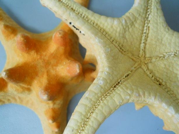 Stelle Marine Caraibiche  - Sconti per Fioristi e Aziende - naturali Conf. da 6 stelle