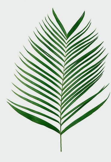 Kenzia preservata H 100 - Sconti per Fioristi e Aziende . - Smaltata o Naturale Dry