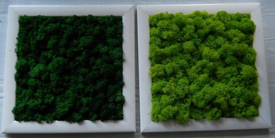 Quadro moss cm. 20 x 20 - Sconti per Fioristi e Aziende . - Head o Flat work