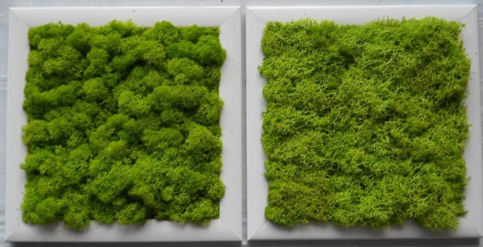 Quadro moss cm. 20 x 20 - Sconti per Fioristi e Aziende . - Head o Flat work