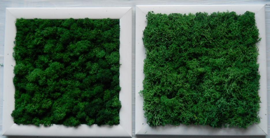 Quadro moss cm. 20 x 20 - Sconti per Fioristi e Aziende . - Head o Flat work