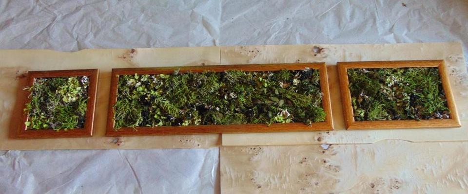 Quadri Muschiati Querceto  Naturale - Sconti per Fioristi e Aziende . - Preservato
