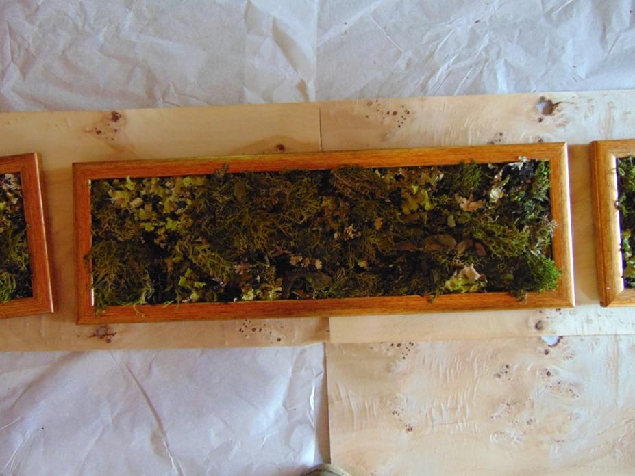 Quadri Muschiati Querceto  Naturale - Sconti per Fioristi e Aziende . - Preservato
