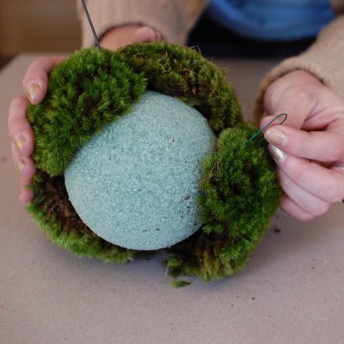 Muschio Ball Moss /Pole Moss Preservato - Sconti per Fioristi e Aziende - Leucobrium Glaucum