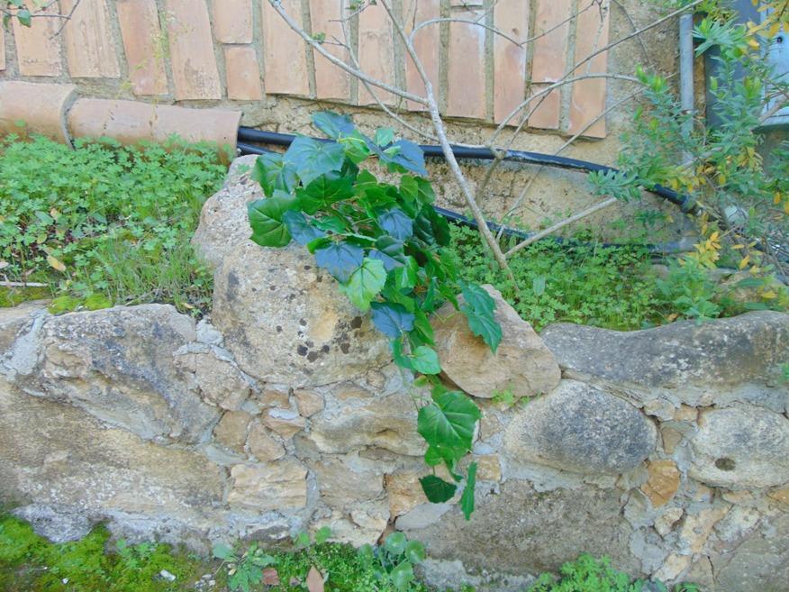 Vite pendente  Ramo H 50 - Sconti per Fioristi e Aziende - Artificiale