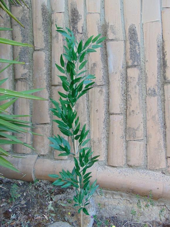 Canna di Bamboo  H 160 - Sconti per Fioristi e Aziende . - Naturale con foglie Artificiali