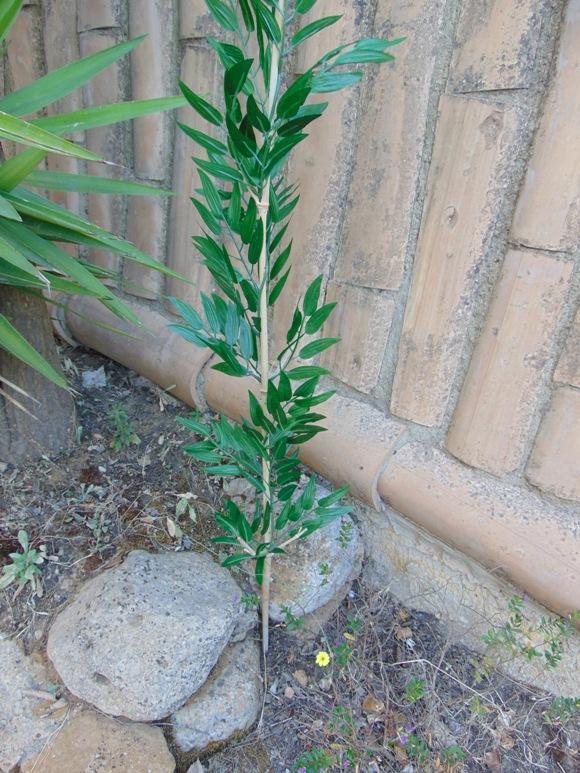 Canna di Bamboo  H 120 - Sconti per Fioristi e Aziende . - Naturale con foglie Artificiali