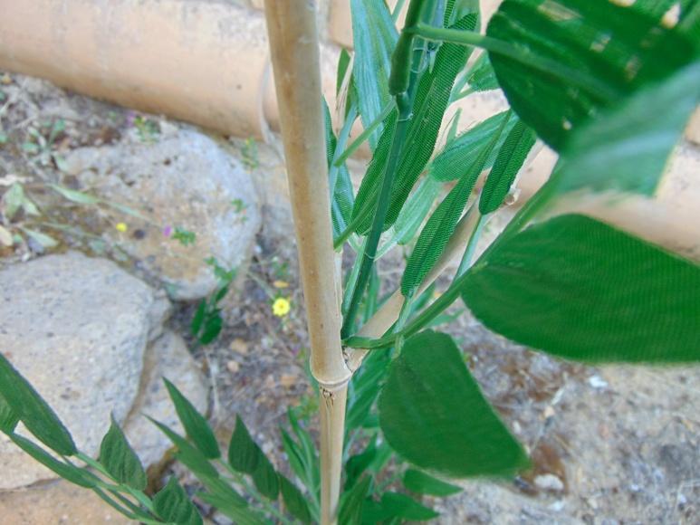 Canna di Bamboo  H 120 - Sconti per Fioristi e Aziende . - Naturale con foglie Artificiali